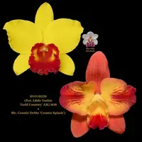 Cattleya Orchid SVO10320 (Pot. Little Toshie 'Gold Country' AM/AOS x Slc. Cosmic Delite 'Cosmic Splash')
