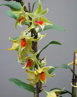 Dendrobium Peng Seng (cruentum x tobaense)