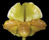 Paphiopedilum Copper Eagle 'Amber Sun'
