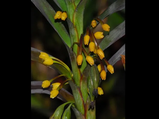 Ornithidium aureum var silver leaf