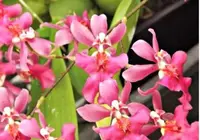 Orchid 50mm Pot Size - Oncidium Twinkle 'Red Fantasy'