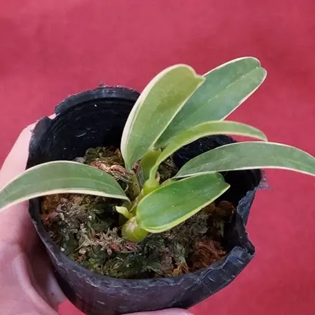 Bulbophyllum laxiflorum 'Variegata'