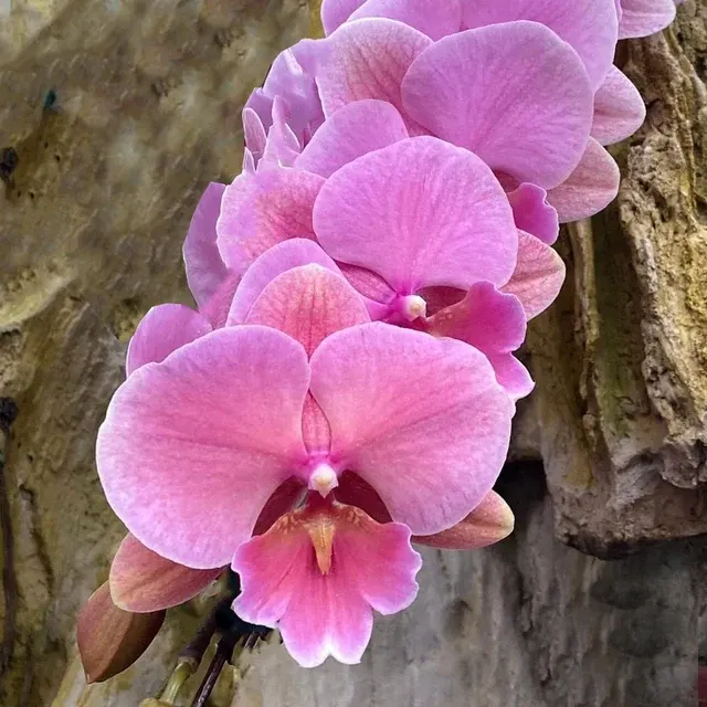Phalaenopsis OX Rose Gold