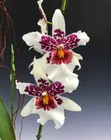 Schunkeara Big Shot 'Hilo Sparkle' (Aliceara Tahoma Glacier x Miltoniopsis Maui Titan)