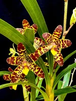 Ansellia africana ('Joe’ AM/SAOC x ‘Pete’)