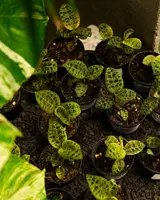 Macodes petola "Jewel Orchid"