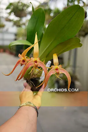 Bulbophyllum Jersey 'Giant' (Bulbophyllum)
