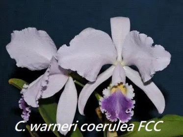 Cattleya warneri