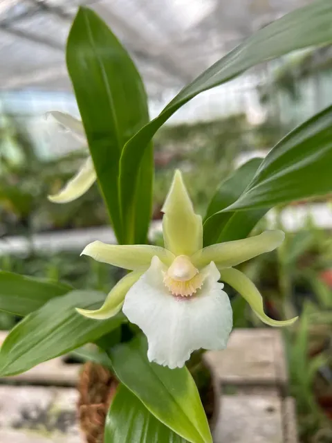 Cochleanthes Jan