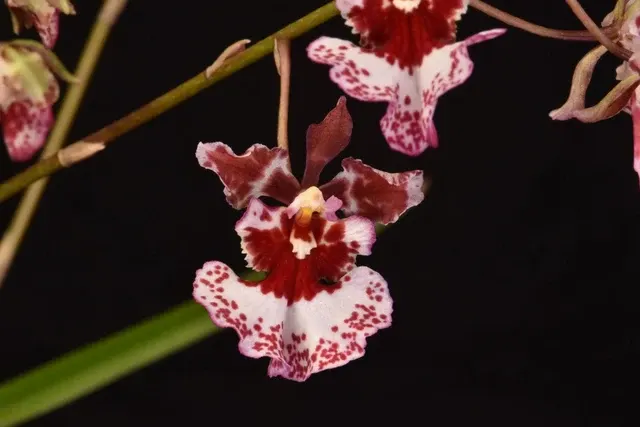 Tolumnia variegata 'Rot-Weiß'