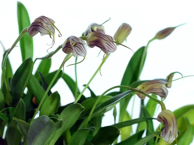 Masdevallia lineolata (Masdevallia)