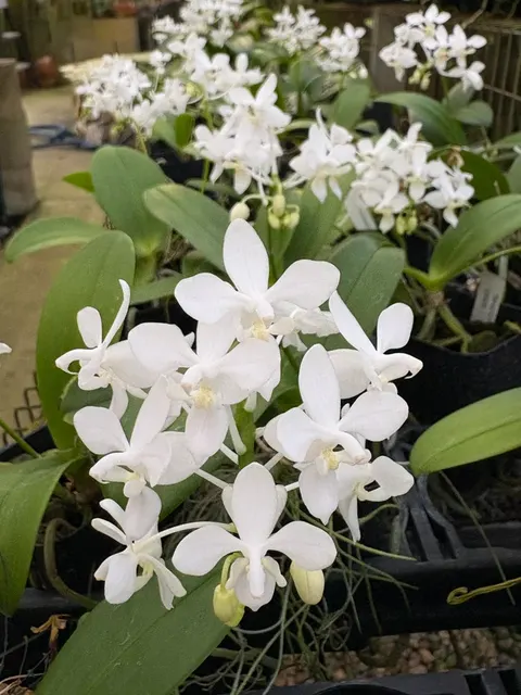 Phalaenopsis equestris fma alba (Phalaenopsis)