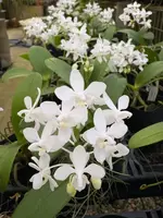 Phalaenopsis equestris fma. alba