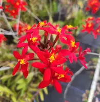 Epidendrum radicans Live Plant - Red - 1 Gallon Pot - Outdoor Grown Orchid - Minor Blemishes Possible - Not for CA, TX, AK, HI