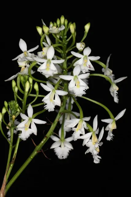 Epidendrum calanthum (Epidendrum)