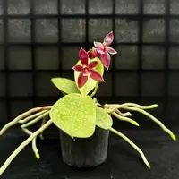 Phalaenopsis cornu-cervi Red