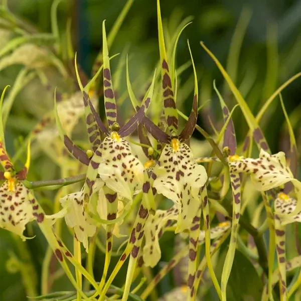 Oncidium Brs Eternal Winds