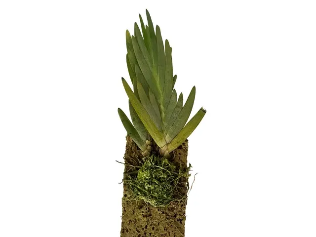 Maxillaria witsenioides
