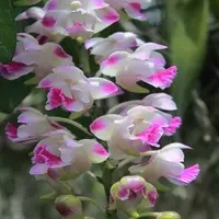 Aerides Korat Koki