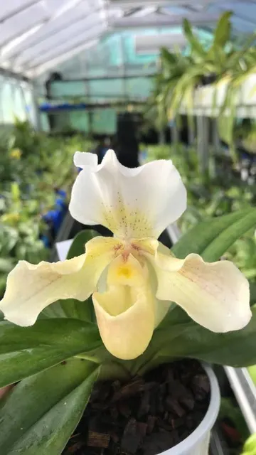 Paphiopedilum Rosy Dawn