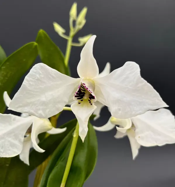 Dendrobium Bill Takematsu (Dendrobium)