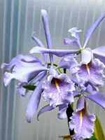Cattleya maxima var. Coerulea
