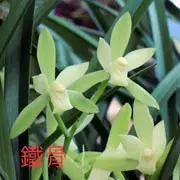 Cym. ensifolium 'TieGuSuxin' (CYME09) ( - - ensifolium )