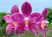 Phal. Elaine B. Taylor (YangYang Blueberry ' Blue Velvet ' x gigantea var alba ' Prince ' )