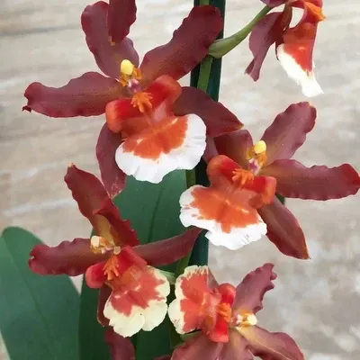 Oncidium Hilo Firecracker - Buds 'New Year'