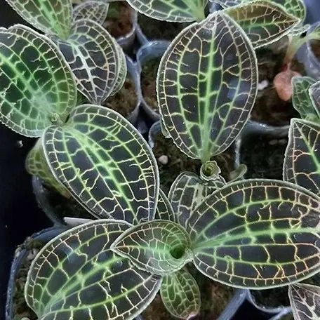 Macodes sanderiana (Macodes)