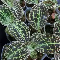 Macodes sanderiana 1.7" — Planted