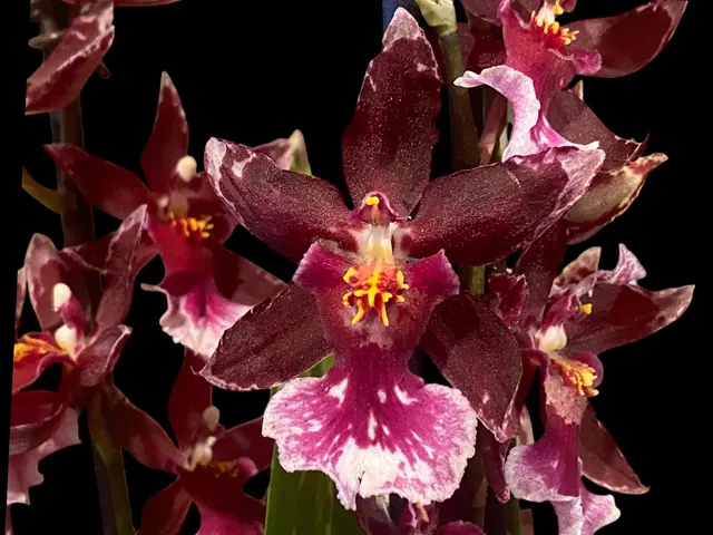 Oncidopsis Barrocco