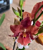 Oncidium Inferno