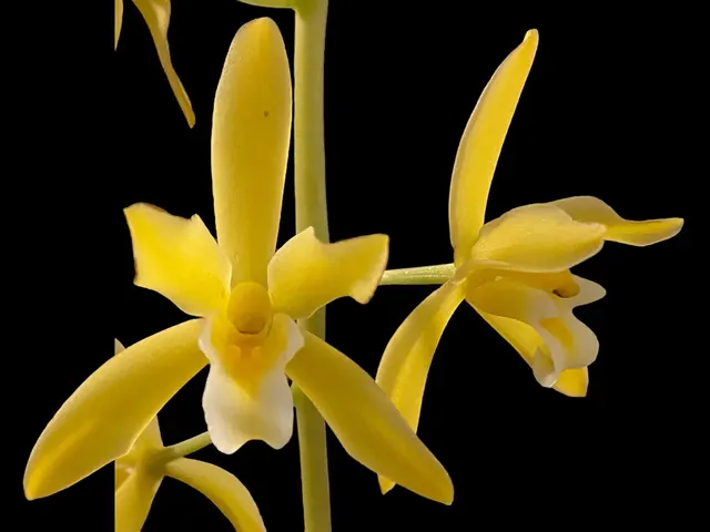 Cymbidium findlaysonianum