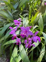 Ground Orchid Rhizome - Spathoglottis Plicata - Lavender Philippine Orchid - Tropical Plant for Zones 9-11, Self-Pollinating
