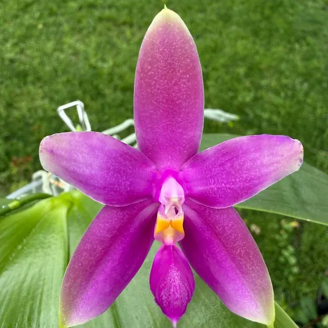 Phalaenopsis bellina x Germaine Vincent (Phalaenopsis)
