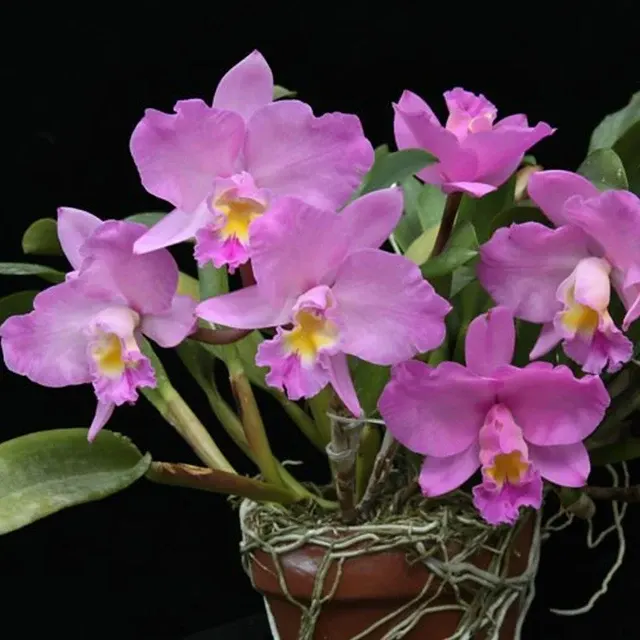 Sophrolaeliocattleya Doris and Byron 'Christmas Rose'