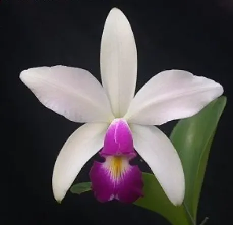 Cattleya violacea semi alba x sib