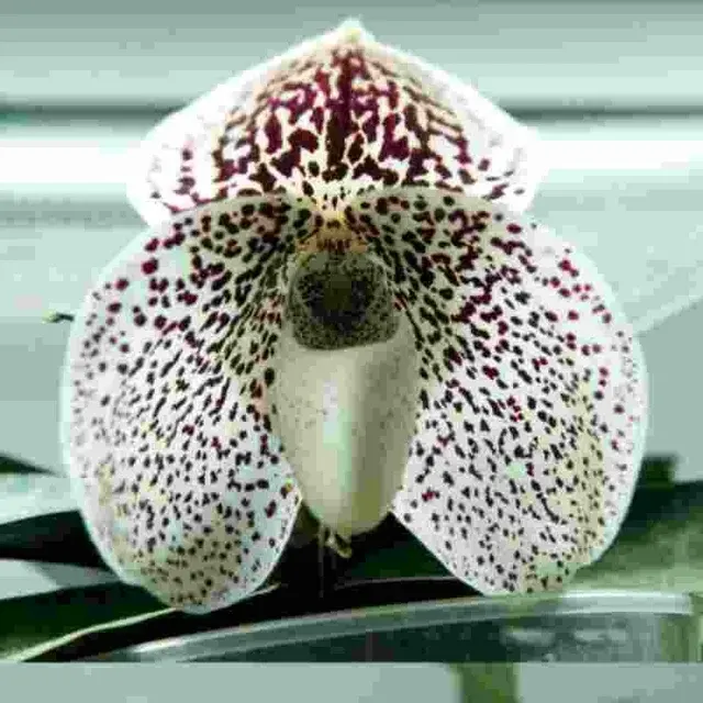 Paphiopedilium S. Gratrix (Paphiopedilum)