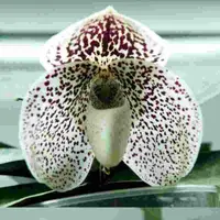 Paphiopedilium S. Gratrix (godefroyae X bellatulum)