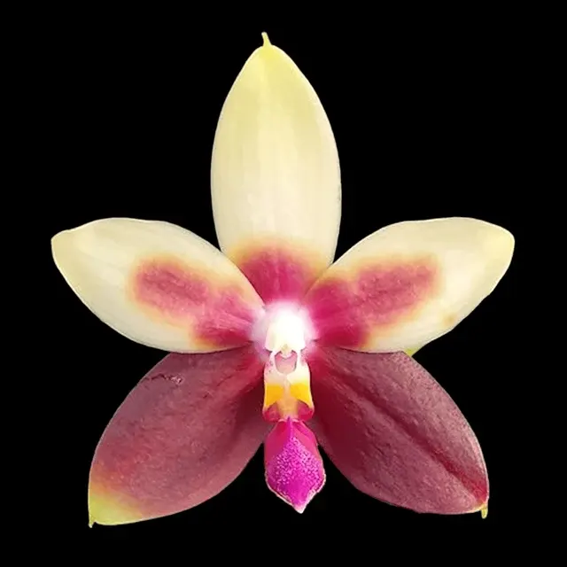 Phalaenopsis Miki Rose Vincent - Flori Parfumate '1782'