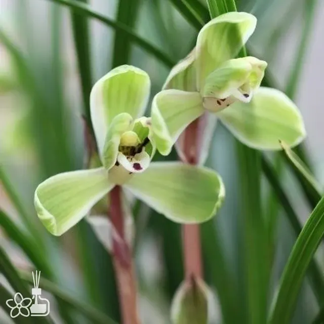 Cymbidium goeringii 'Ji-Yuan'
