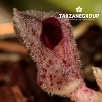 PLEUROTHALLIS / ACIANTHERA CRYPTANTHA MINIATURE ORCHID MOUNTED