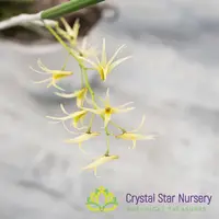 Dendrobium (Dockrillia) Teretifolium