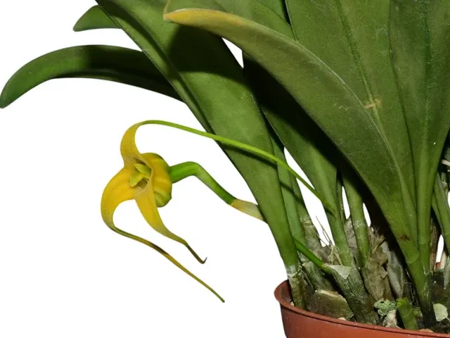 Masdevallia fractiflexa f xanthina 'Alex' (Masdevallia)
