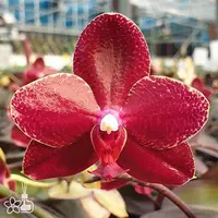 [Bare-root] #PA# Phal. Salu's Fragrancy 紅寶石 [2.8" BS][Sept in stock 26]