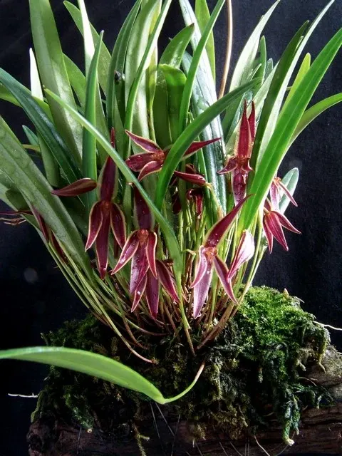 Pleurothallis Allenis