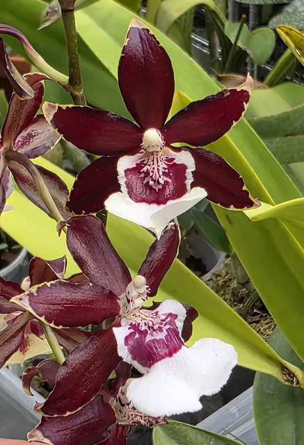 Oncidium Hwuluduen Isler 'Purple Grape' (Oncidium)