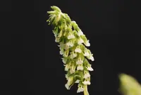 Cyclopogon congestus — blühfähige Pflanze