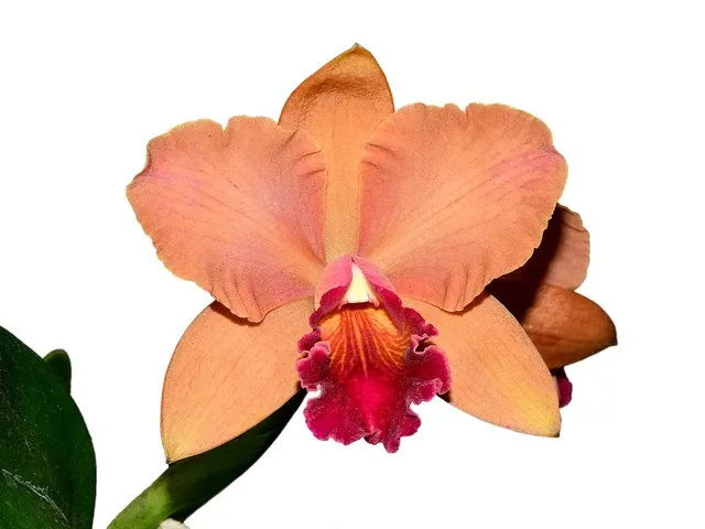 Rhyncholaeliocattleya Kiat Tan (Rhyncholaeliocattleya)